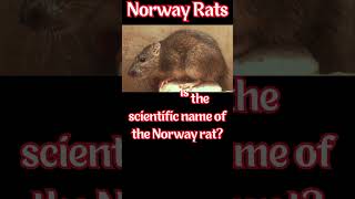 Didn't know that about Norway rats.