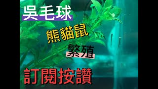 水族分享 藍寶鸚鵡 熊貓鼠成長紀錄片