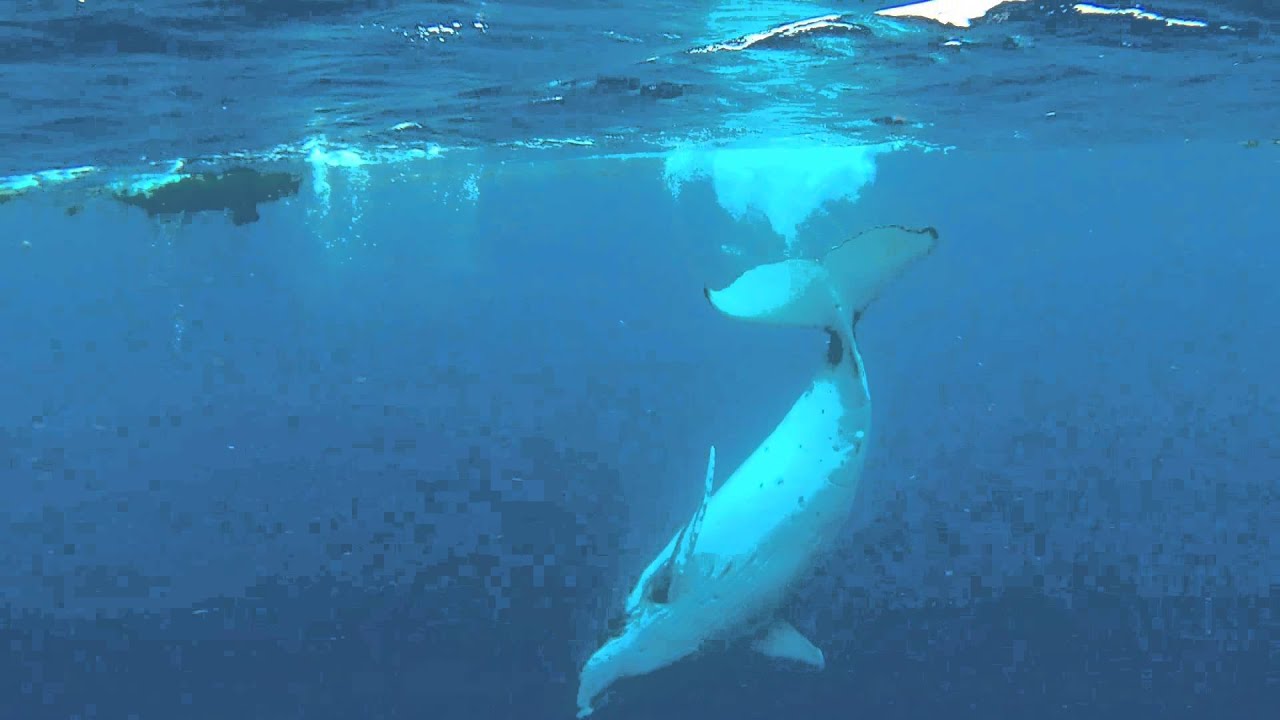 Baleine à Moorea 2015 - YouTube