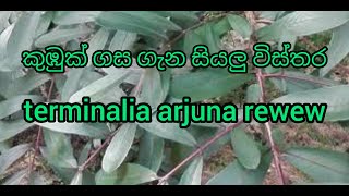 කුඹුක් ගස  ගැන තොරතුරු #wiswaya#terminalia arjuna#srilankaayurvedamedicineriwew