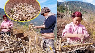 Picking local beans in farm II Anita helping mother in law in village@pastorallifeofnepal