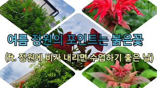 여름정원의 붉은꽃(ft.정원에 비가 내리면 수업하기 좋은 날)