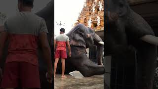 anekal dasara elephant I ಆನೇಕಲ್ ದಸರಾ ಆನೆ