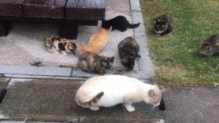 那覇市　波の上うみそら公園の桜猫　126  子猫達は元気です。