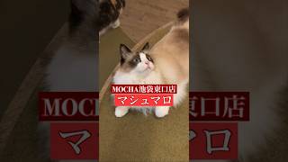 🐱マシュマロ🐱　猫カフェMOCHA池袋東口店　(ラグドール♀)　2024/6/12 撮影分　#日替わり猫カフェにゃんこ