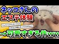 【2ch動物スレ】初体験のエステを堪能する猫さんが可愛すぎるｗｗｗ