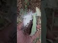 beautifull video of calotropis seed dispersal ಎಕ್ಕ ಗಿಡದ ಬೀಜ ಪ್ರಸರಣದ ಸುಂದರ ವಿಡಿಯೋ