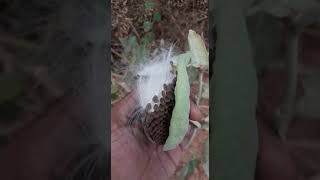 Beautifull video of Calotropis seed dispersal : ಎಕ್ಕ ಗಿಡದ  ಬೀಜ ಪ್ರಸರಣದ ಸುಂದರ ವಿಡಿಯೋ