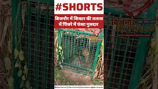 बिजनौर के शेखूपुरा में वन विभाग के पिंजरे में फंसा गुलदार #Bijnor #Bijnornews #Guldar #Loepard #news