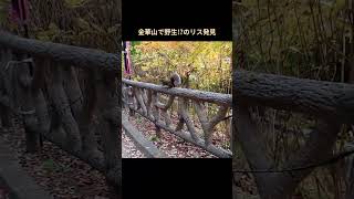 リス村と岐阜城で有名な金華山で野生っぽいリスに遭遇 #金華山 #リス #squirrel #gifujapan