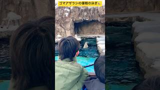 【超神業シリーズ】ゴマアザラシが優雅に泳いでいる姿のハイライト動画🦭北海道旭川市✨#ninjya #shorts #旭川市 #旭山動物園 #あざらし #円柱水槽 #スティーブ #トレーシー