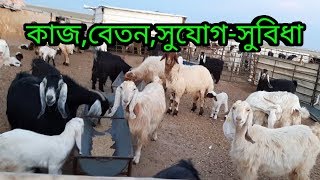 মরুভূমিতে দুম্বা পালন||জাখরের কাজ,বেতন,সুযোগ সুবিধা || Goat rearing in the desert