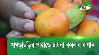 খাগড়াছড়ির পাহাড়ে চায়না কমলার বাণিজ্যিক বাগান