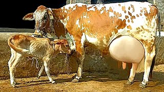 cholistani freezan cow 🐄 for sale (03027249805)22-12-24-on YouTube in Pakistan