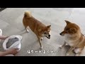 掃除機に吸われてなくなりそうな柴犬が可愛い