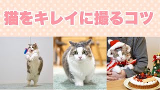 【撮影方法】猫を撮るポイント４つ！カメラも公開【SONY α7II】