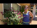 How to prune a butterfly bush (in my zone 9 garden) the simple and quick way! #short