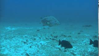 Tiger Grayhead Shark from NOAA Ship Pisces