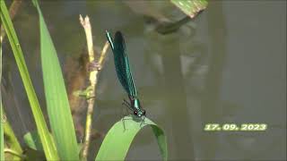 Modri bleščavec ♂ Calopteryx virgo (Linnaeus, 1758)