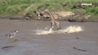 Safari Ballet: Giraffe and Zebra River Crossing