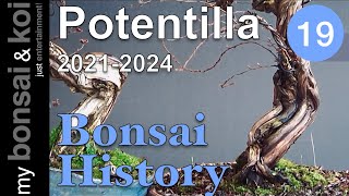 #BonsaiAdvent 2024 - 19th door - Potentilla