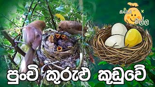 Punchi Kurulu Kuduwe | පුංචි කුරුළු කුඩුවේ | Sinhala Lama Geetha |  සිංහල ළමා ගීත | M.S.Dasanayake