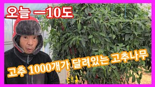 ㅡ10도 에도 고추가 1000개 달린 고추나무~