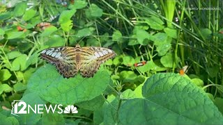 Why are Monarch Butterflies important?