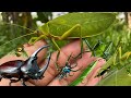 Giant Katydid-Pseudophyllus neriifolius | beetle rhinoceros | jump spider | praying mantis | lizards