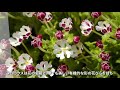 product story of phlox