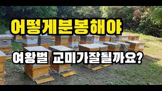 어떻게 분봉해야 여왕벌 교미가 잘될까요?