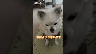 お辞儀するチワワ#うちのチワワん #チワワちゃん #チワワと暮らす #可愛い #dog #犬のいる生活 #チワワ大好き