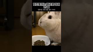 멋진 토끼는 밥그릇 따위 안 써....#토끼 #밥그릇 #먹방 #cute #pet #rabbit #bunny