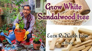 Grow White Sandalwood Tree Santalum album at home and Earn  Up to Rupees 2 Lakh per 🌲 Tree