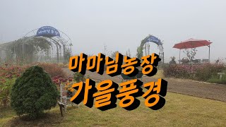 마마님농장 가을풍경