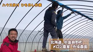 ビニールハウスかけ作業の奥義：北海道 富良野 メロン農家の寺坂農園