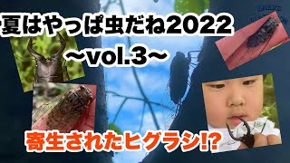 ヒグラシ！ツクツクボウシ！ノコギリクワガタ！キタキチョウ！５歳がたくさんの昆虫と触れ合う2022年夏vol.3@haku009classroom