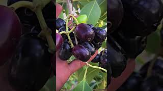 Black berry | Fruit #farming #farmer #garden #fruit #naturelover#ytshorts #shorts
