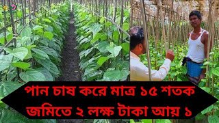 ১৫ শতক জমিতে পান চাষ করে কৃষকের  ২ লক্ষ টাকা আয় ১ বছরে ! Farmers are making a fortune doing this!