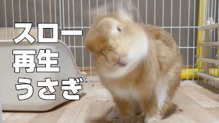 ブルブルうさぎをスロー再生したら爆笑だったww【ネザーランドドワーフのコッペ】