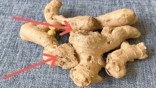 Broken ginger, many people don't know what it is used for , it's hard to buy with money.