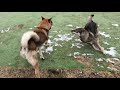 四国犬 cute shikokuken