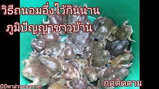 EP 96วิธีเก็บอึ่งไว้กินนานนาน ตามภูมิปัญญา​ชาวบ้าน