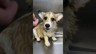 Grooming a Welsh Corgi Pembroke Puppy | A Transformational Experience!