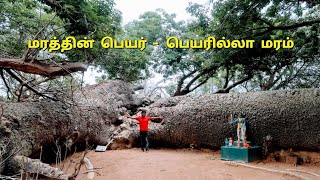 மானாமதுரையில் ஒரு விசித்திரமான மரம் 🌳😲 | பெயரில்லா மரம் | Tamil vlogs | Dr.Bala's vlog |