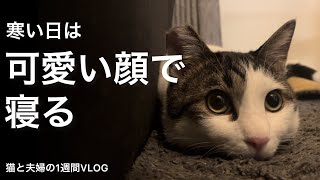 猫と夫婦の1週間VLOG#009　寒いのでお風呂に入ったりかわいい顔で寝たりする