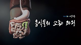 [명의 의학백과📖] 음식물의 소화 과정