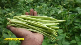 Glimpse of our Field days🌱🫛 COA Vellayani 💚@KauIndia #cowpea #pulseproduction