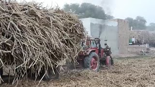 Expert Tractor Drivers | sugarcane field working Belarus tractors