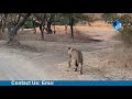 गीर जंगल में शेरनी के साथ दो प्यारे शावक two asiatic lioness with two cut cubs in gir forest safari